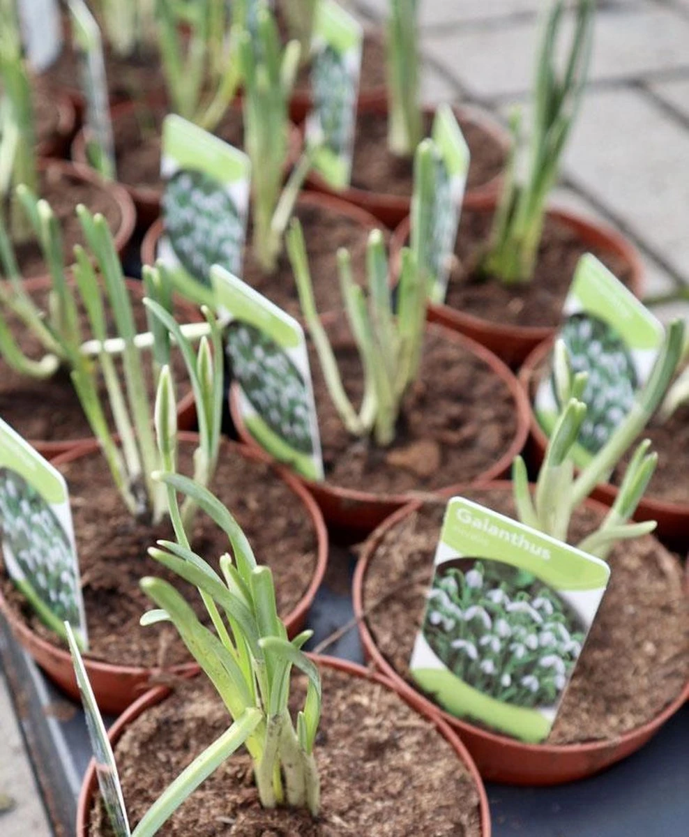Merkloos Sneeuwklokjes In Pot (Ø9cm) - Voorjaarsbollen - 1 Tray à 9 Stuks - Haal Het Voorjaar In Huis - Bloeien Prachtig 2 à 3 Weken Na Ontvangst 3 Merkloos Sneeuwklokjes In Pot (Ø9cm) - Voorjaarsbollen - 1 Tray à 9 Stuks - Haal Het Voorjaar In Huis - Bloeien Prachtig 2 à 3 Weken Na Ontvangst - Afbeelding 3
