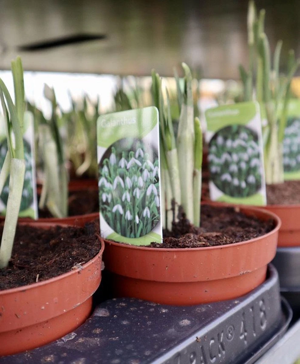 Merkloos Sneeuwklokjes In Pot (Ø9cm) - Voorjaarsbollen - 1 Tray à 9 Stuks - Haal Het Voorjaar In Huis - Bloeien Prachtig 2 à 3 Weken Na Ontvangst 4 Merkloos Sneeuwklokjes In Pot (Ø9cm) - Voorjaarsbollen - 1 Tray à 9 Stuks - Haal Het Voorjaar In Huis - Bloeien Prachtig 2 à 3 Weken Na Ontvangst - Afbeelding 4