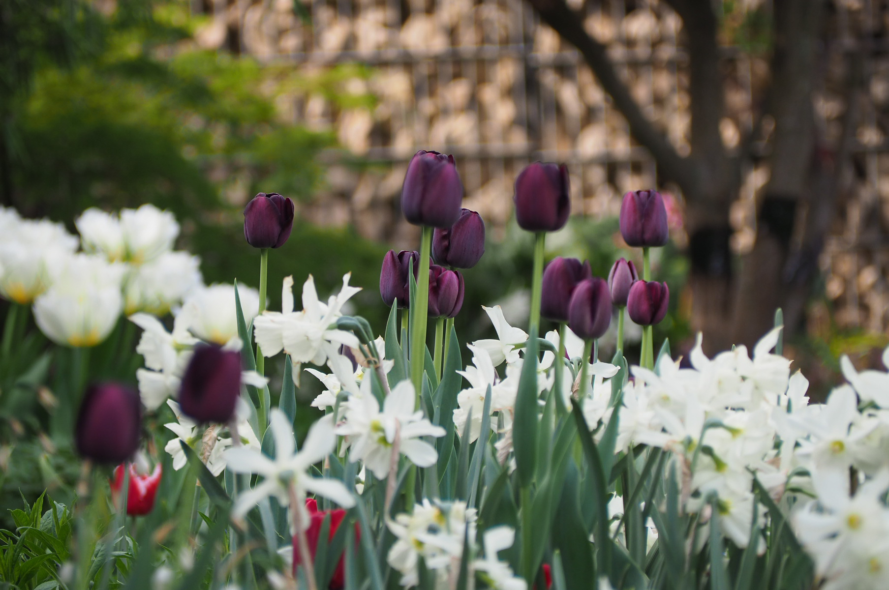 Aanbiedingen Bloeiruimte Winkel -Aanbiedingen Bloeiruimte Winkel Tulpen Tulpenzwiebeln ichsehgruen 1 2